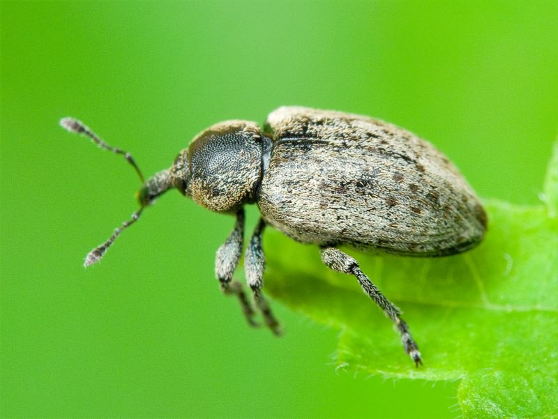 Curculionidae Latreille, 1802